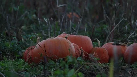 Pumpkin Patch Stock-Footage 316075832