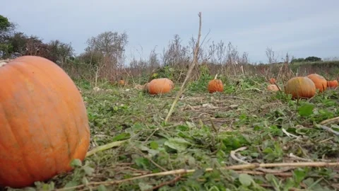 Pumpkin Patch Stock-Footage 316075852