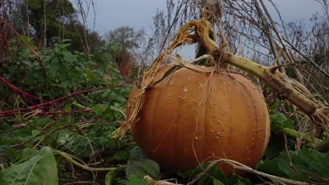 Pumpkin Patch Stock-Footage 316075913