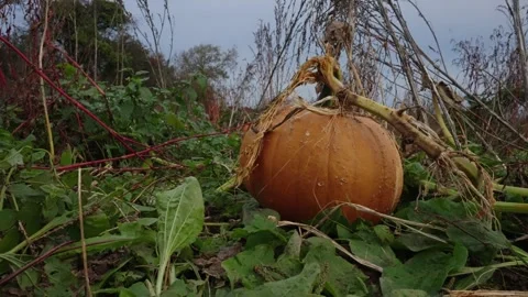 Pumpkin Patch Stock-Footage 316075931