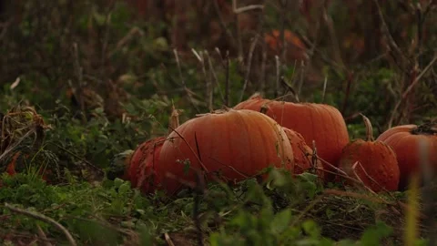 Pumpkin Patch Stock-Footage 316076003