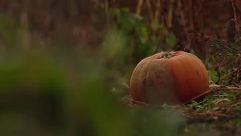 Pumpkin Patch Stock-Footage 316076005