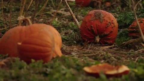 Pumpkin Patch Stock-Footage 316076034