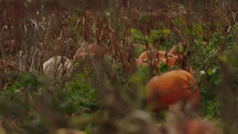 Pumpkin Patch Stock-Footage 316076050
