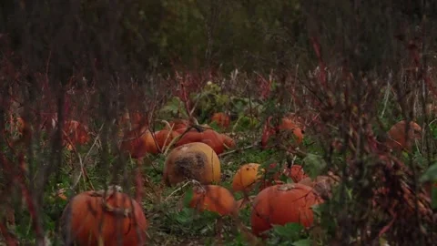 Pumpkin Patch Stock-Footage 316076067