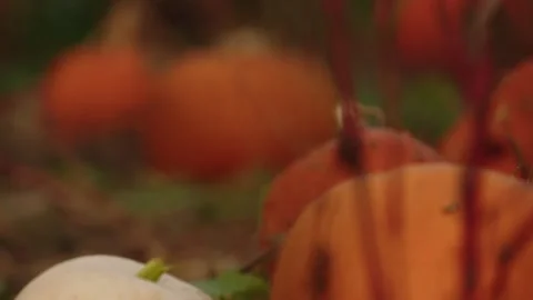 Pumpkin Patch Stock-Footage 316076118