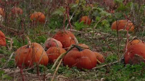 Pumpkin Patch Stock-Footage 316076162