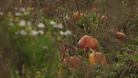 Pumpkin Patch Stock-Footage 316076235