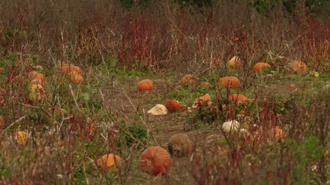Pumpkin Patch Stock-Footage 316076237