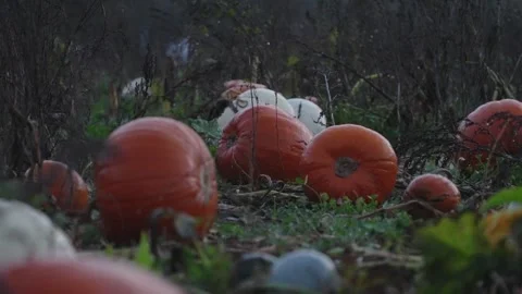Pumpkin Patch Stock-Footage 316076261