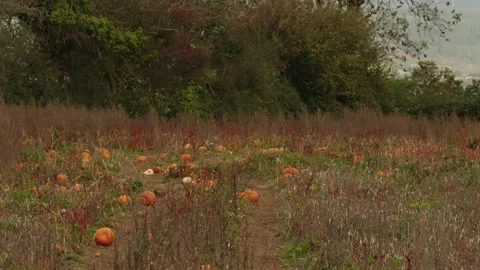 Pumpkin Patch Stock-Footage 316076279