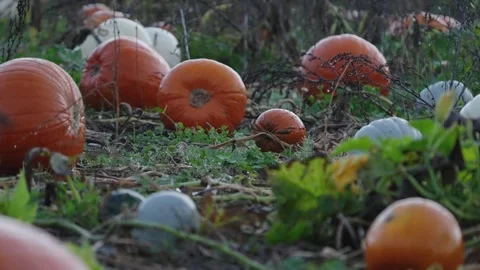 Pumpkin Patch Stock-Footage 316076362