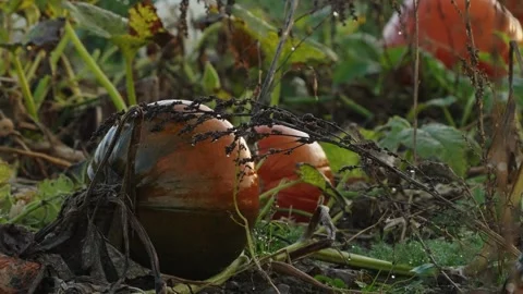 Pumpkin Patch Stock-Footage 316076373