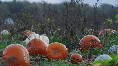 Pumpkin Patch Stock-Footage 316076411