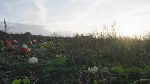 Pumpkin Patch Stock-Footage 316076444