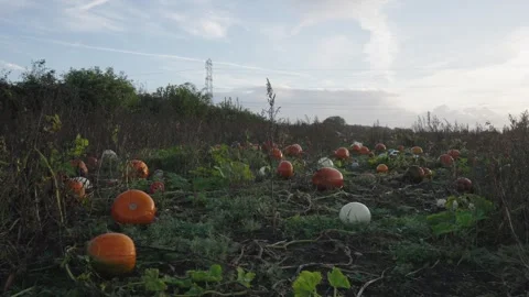 Pumpkin Patch Stock-Footage 316076453