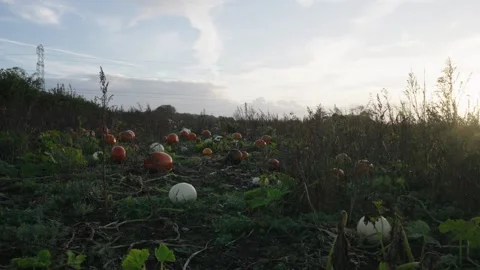 Pumpkin Patch Stock-Footage 316076474