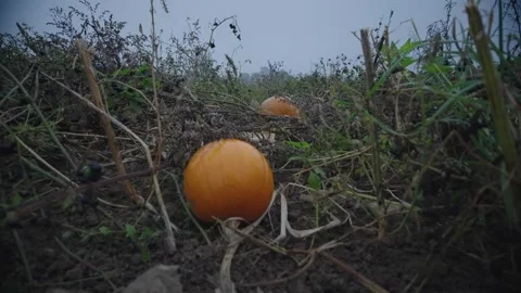 Pumpkin Patch Stock-Footage 316076494