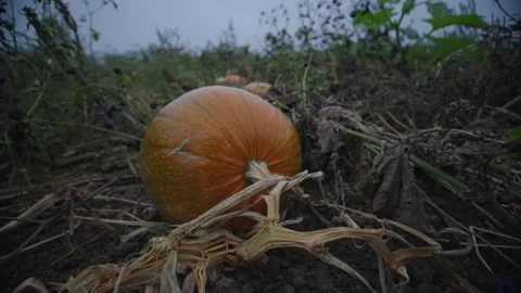 Pumpkin Patch Stock-Footage 316076537