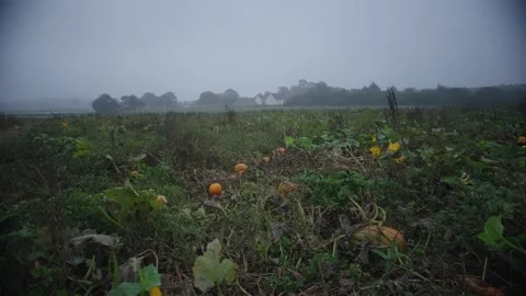 Pumpkin Patch Stock-Footage 316076538