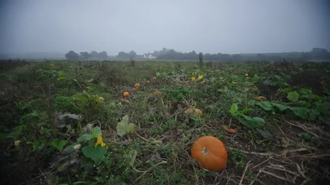 Pumpkin Patch Stock-Footage 316076544