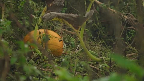 Pumpkin Patch Stock-Footage 316076619