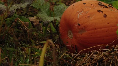 Pumpkin Patch Stock-Footage 316076623