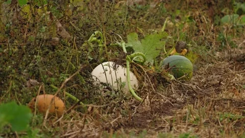 Pumpkin Patch Stock-Footage 316076661
