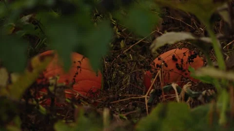Pumpkin Patch Stock-Footage 316076664