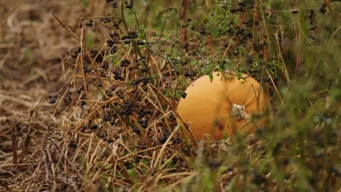 Pumpkin Patch Stock-Footage 316076681