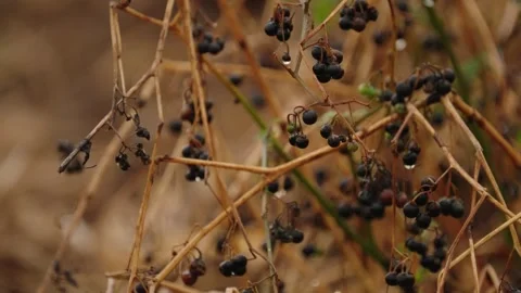 Pumpkin Patch Stock-Footage 316076682
