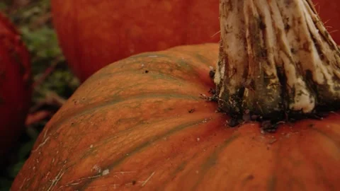 Pumpkin Patch Stock-Footage 316076769