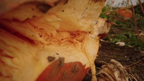 Pumpkin Patch Stock-Footage 316076787