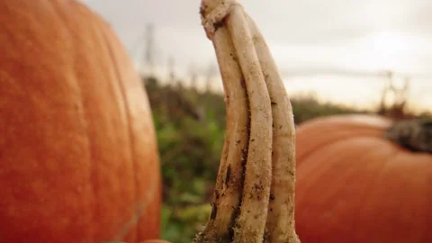 Pumpkin Patch Stock-Footage 316076843