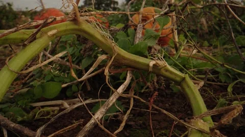 Pumpkin Patch Stock-Footage 316076863