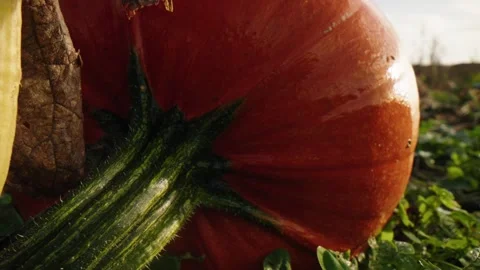Pumpkin Patch Stock-Footage 316076921