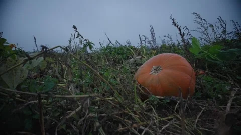 Pumpkin Patch Stock-Footage 316076927