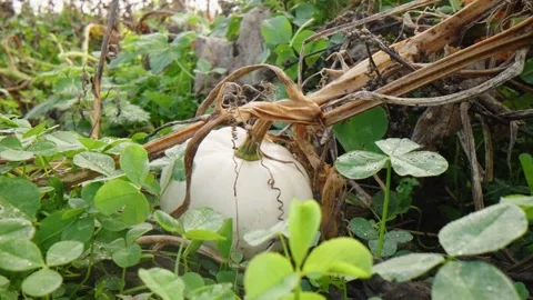 Pumpkin Patch Stock-Footage 316076986