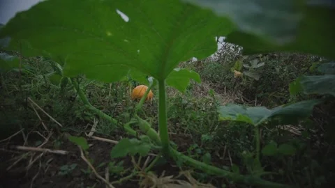 Pumpkin Patch Stock-Footage 316076987
