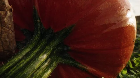 Pumpkin Patch Stock-Footage 316077025