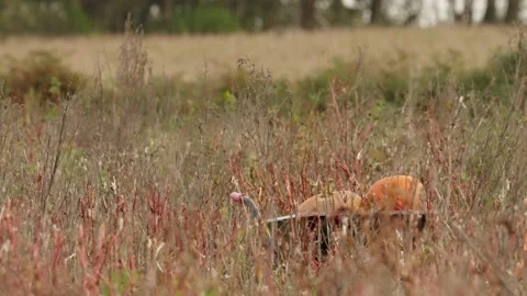 Pumpkin Patch Stock-Footage 316077029