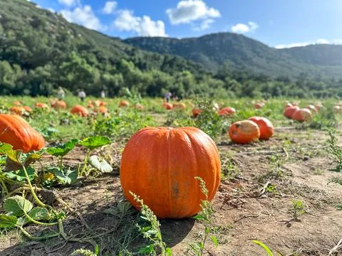 Pumpkin patch. fresh orange pumpkins on a farm field. Rural landscape Stock Photos