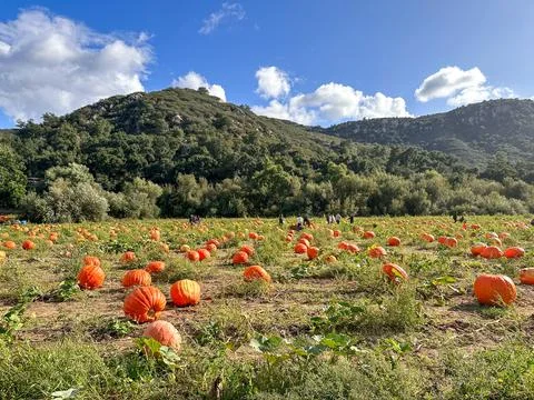 Pumpkin patch. fresh orange pumpkins on a farm field. Rural landscape Stock Photos