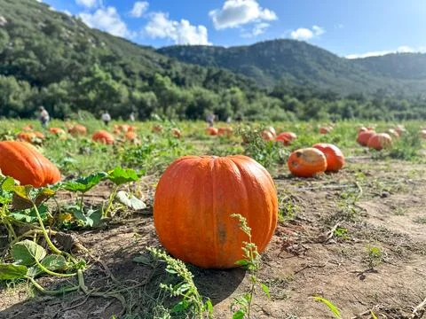 Pumpkin patch. fresh orange pumpkins on a farm field. Rural landscape Fotos de archivo