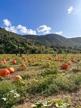 Pumpkin patch. fresh orange pumpkins on a farm field. Rural landscape Fotos de archivo
