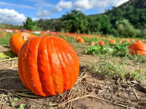 Pumpkin patch. fresh orange pumpkins on a farm field. Rural landscape Pump... Fotos de archivo