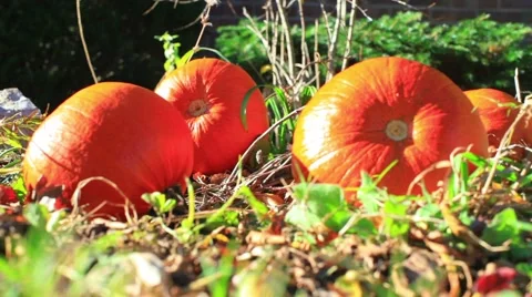 Pumpkin patch garden pumpkins Stock Footage 56918324