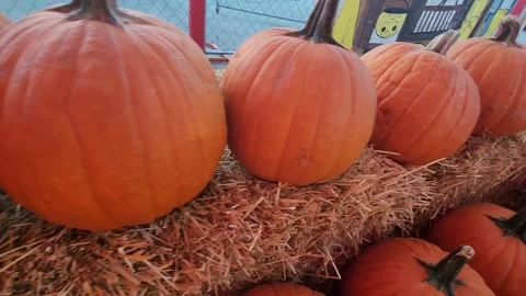 At Pumpkin Patch Getting Ready to Celebrate Fall Season And Halloween  库存影片 252643072