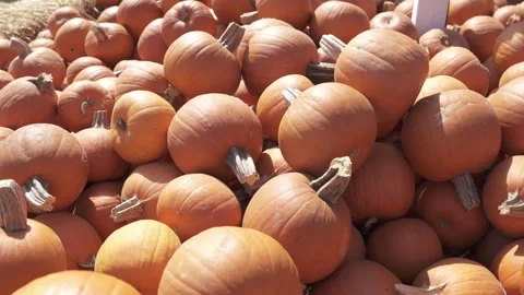 Pumpkin Patch at Golden Hour with Rows of Orange Pumpkins Stock Footage 318425393