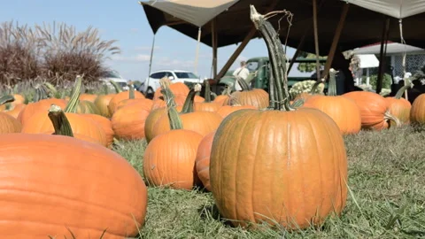 Pumpkin patch in grass of farm 4k Stock Footage 331666465